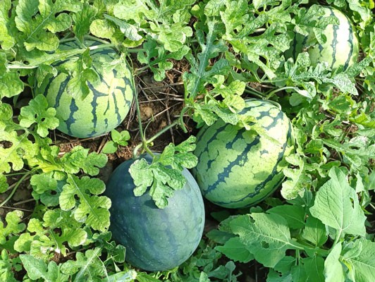 이미지 상세보기