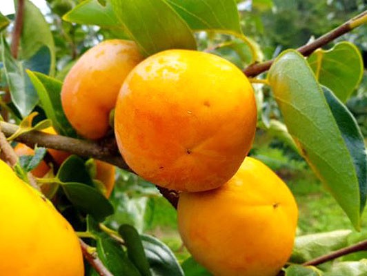 이미지 상세보기 이미지 상세보기