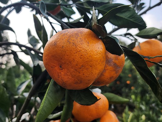 이미지 상세보기