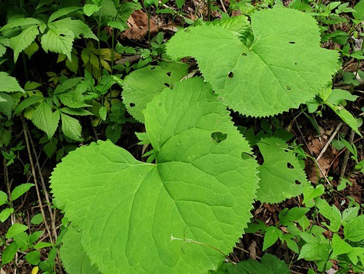 이미지 상세보기