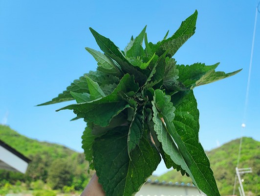 이미지 상세보기