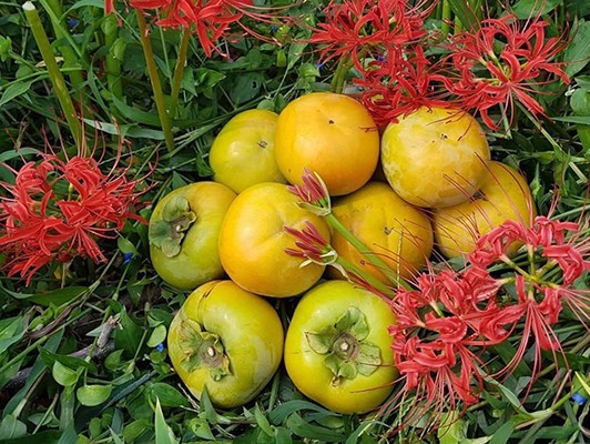 이미지 상세보기