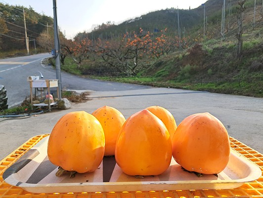 이미지 상세보기