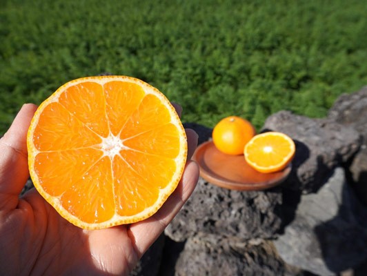 이미지 상세보기